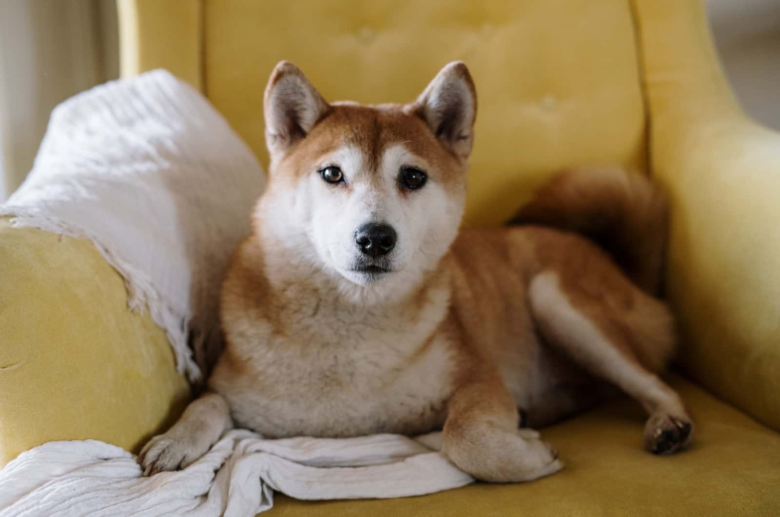 perro sentado en una silla amarilla