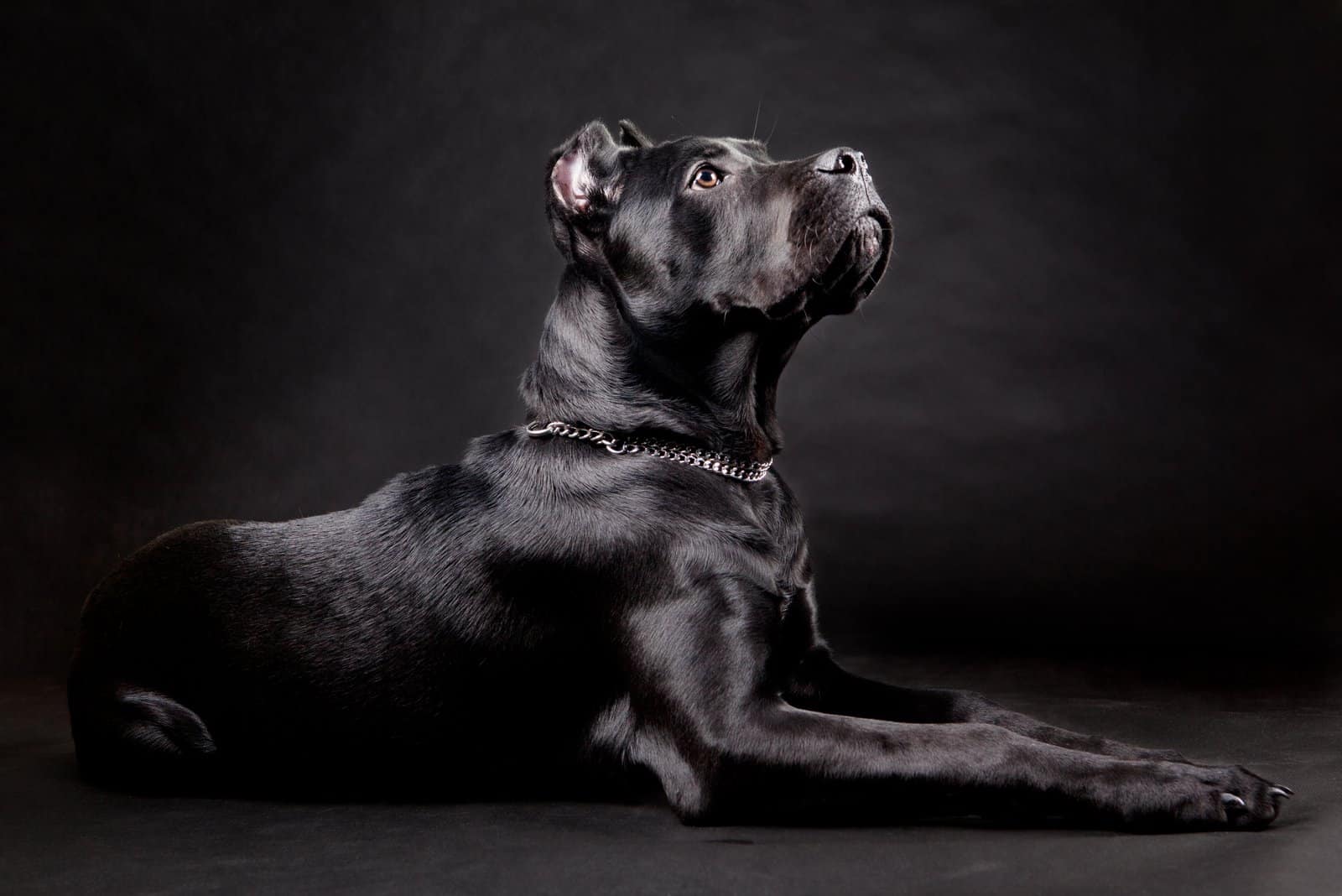 perro sentado con fondo negro