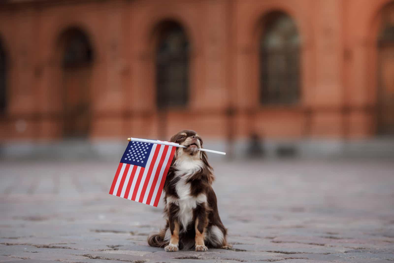 perro sentado con bandera