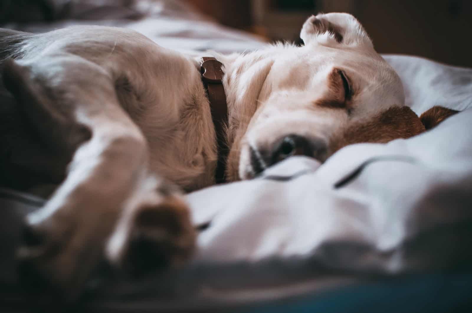 perro durmiendo