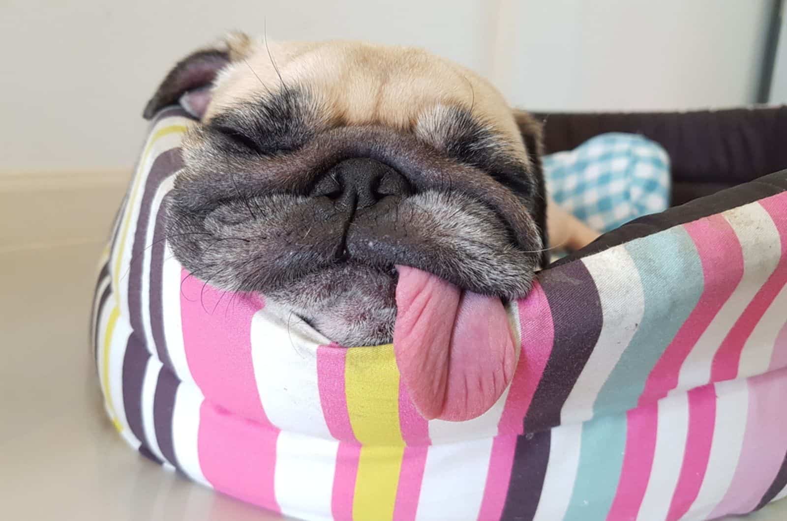 perro durmiendo en su cama en el interior