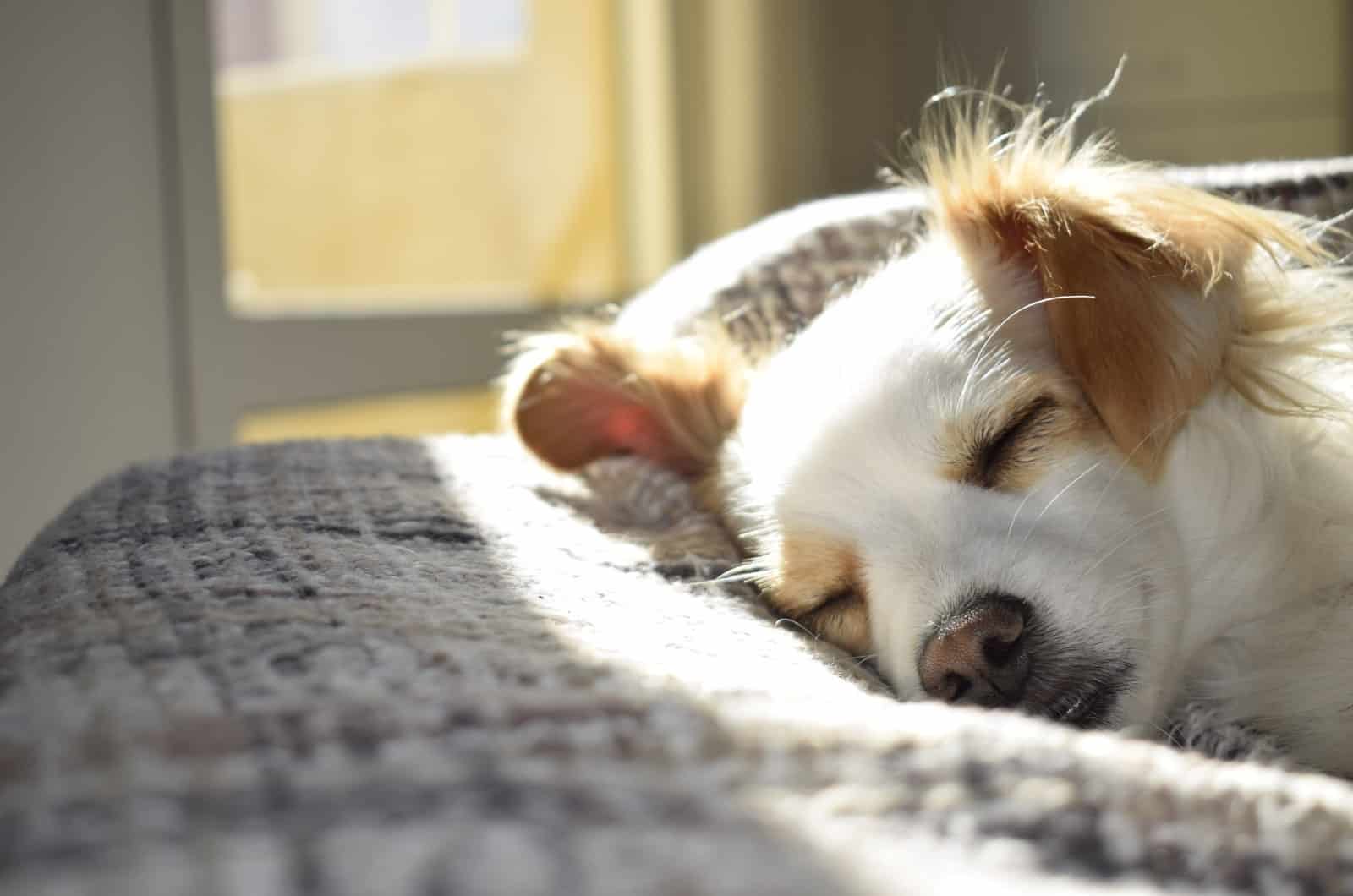 perro durmiendo adentro