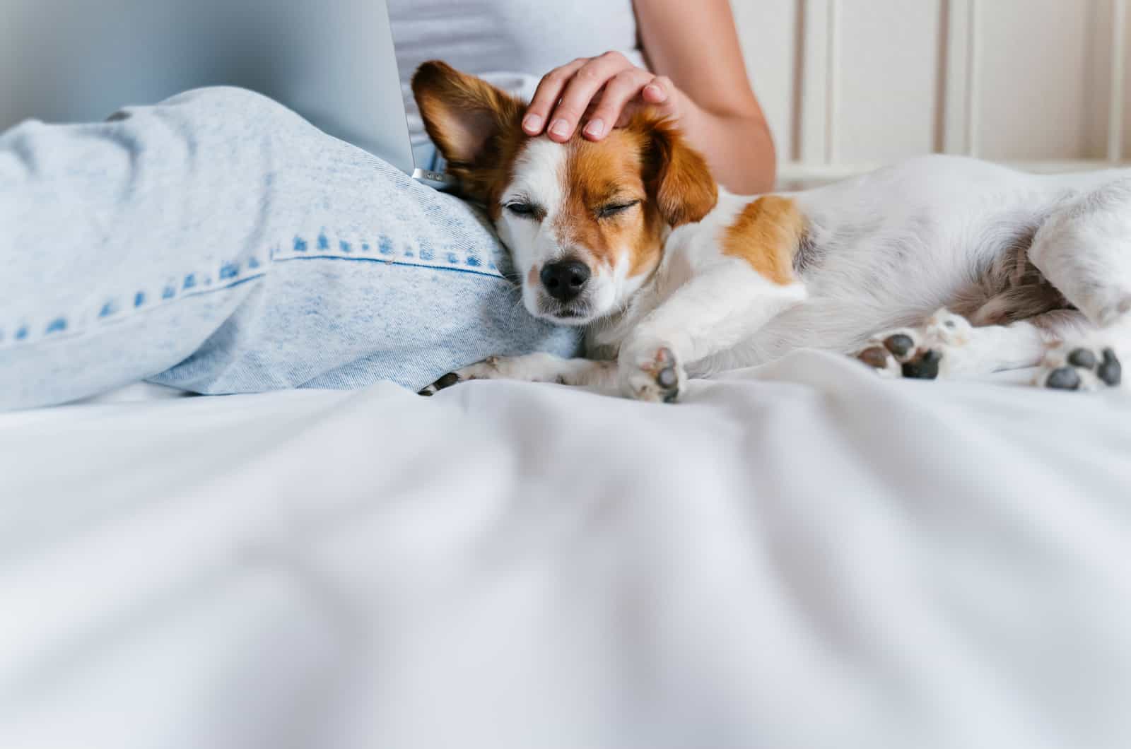 perro durmiendo al lado de mujer