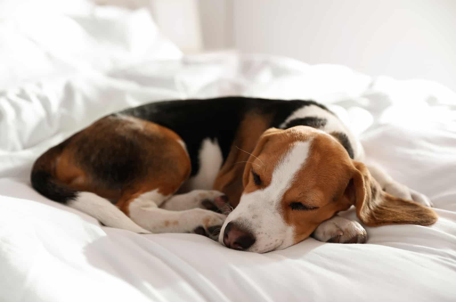 perro durmiendo en la cama con sábanas blancas