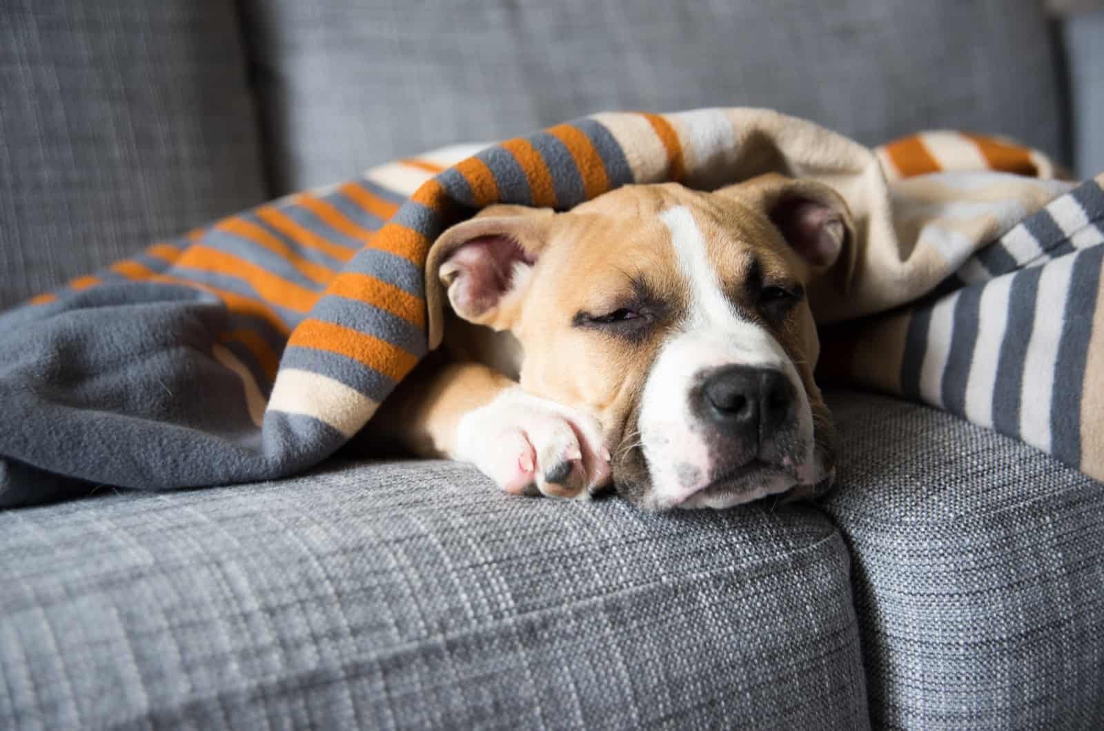 perro durmiendo en el sofá
