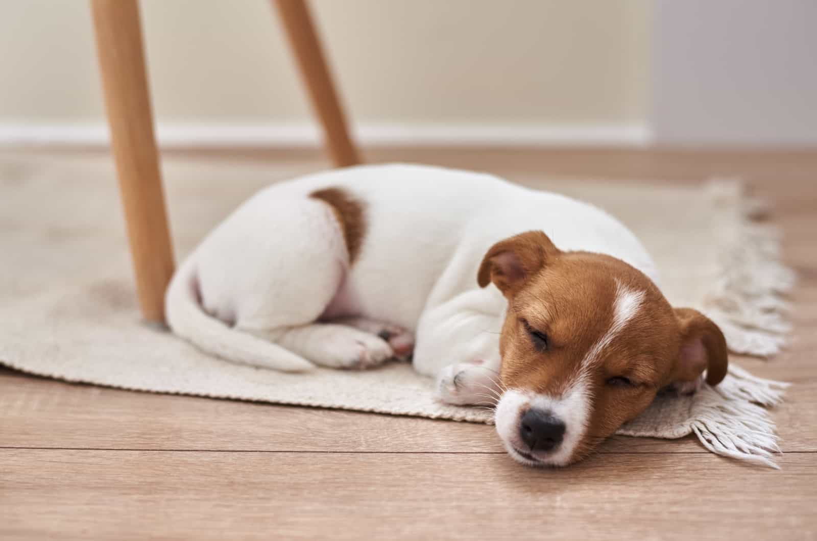 perro durmiendo en el suelo