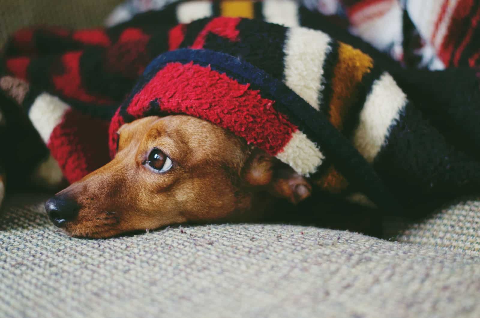 perro durmiendo bajo las cobijas