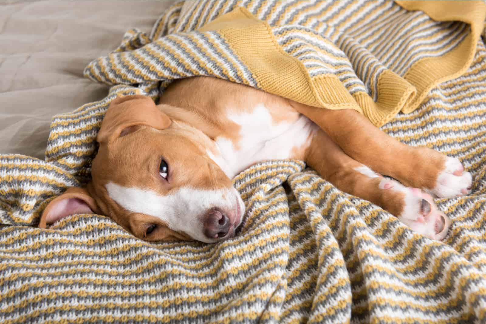 perro durmiendo envuelto en una manta