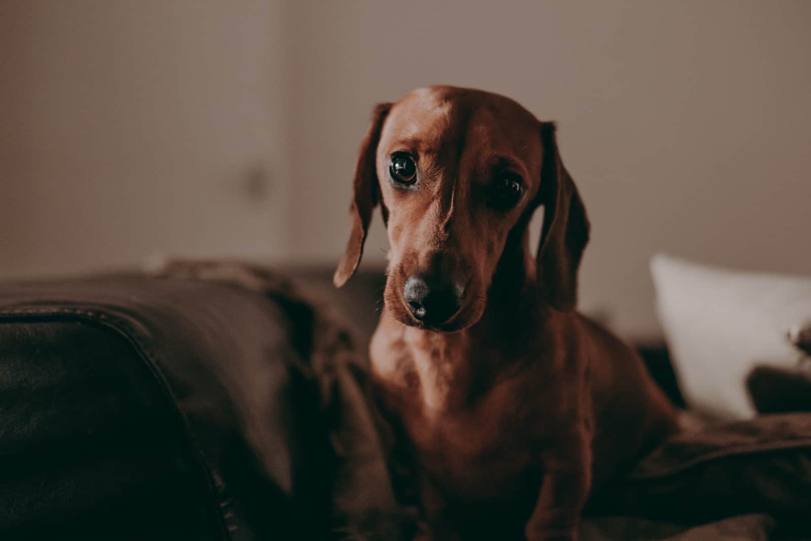 perro de pie en la oscuridad mirando a la cámara