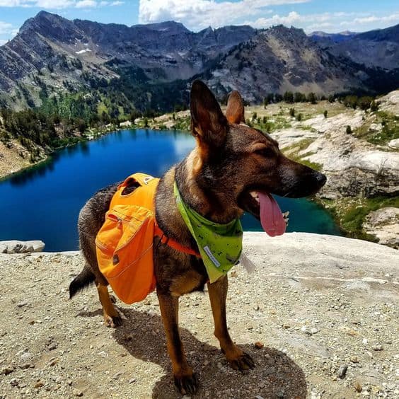 perro parado en una roca mientras descansa de hacer senderismo