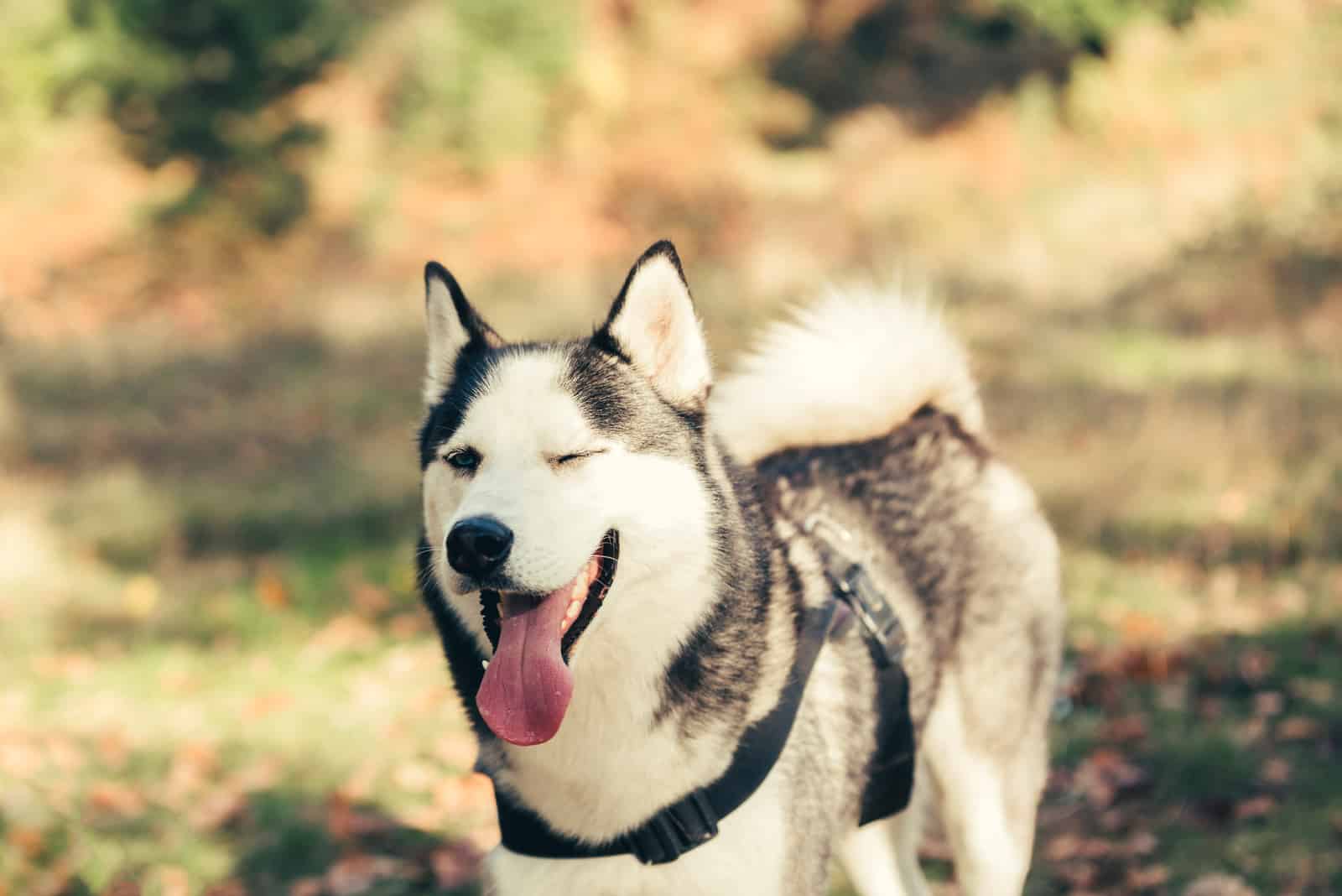 perro de pie afuera guiñando un ojo