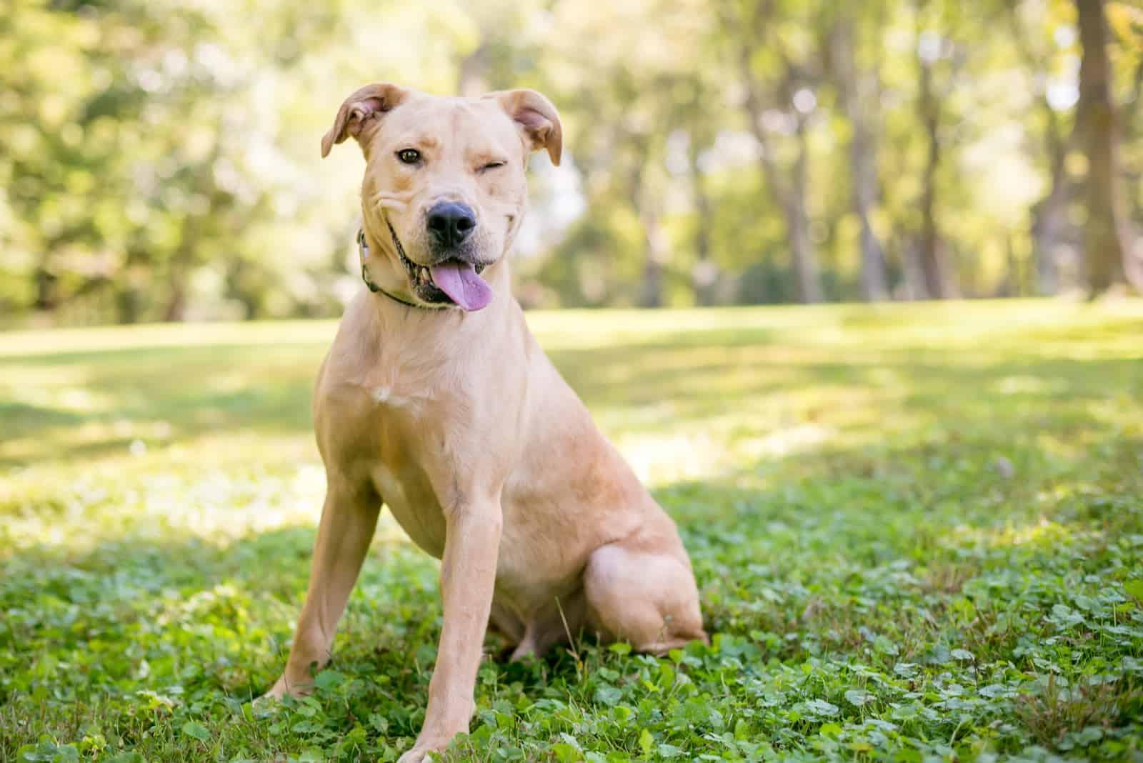 perro parado afuera con un ojo abierto
