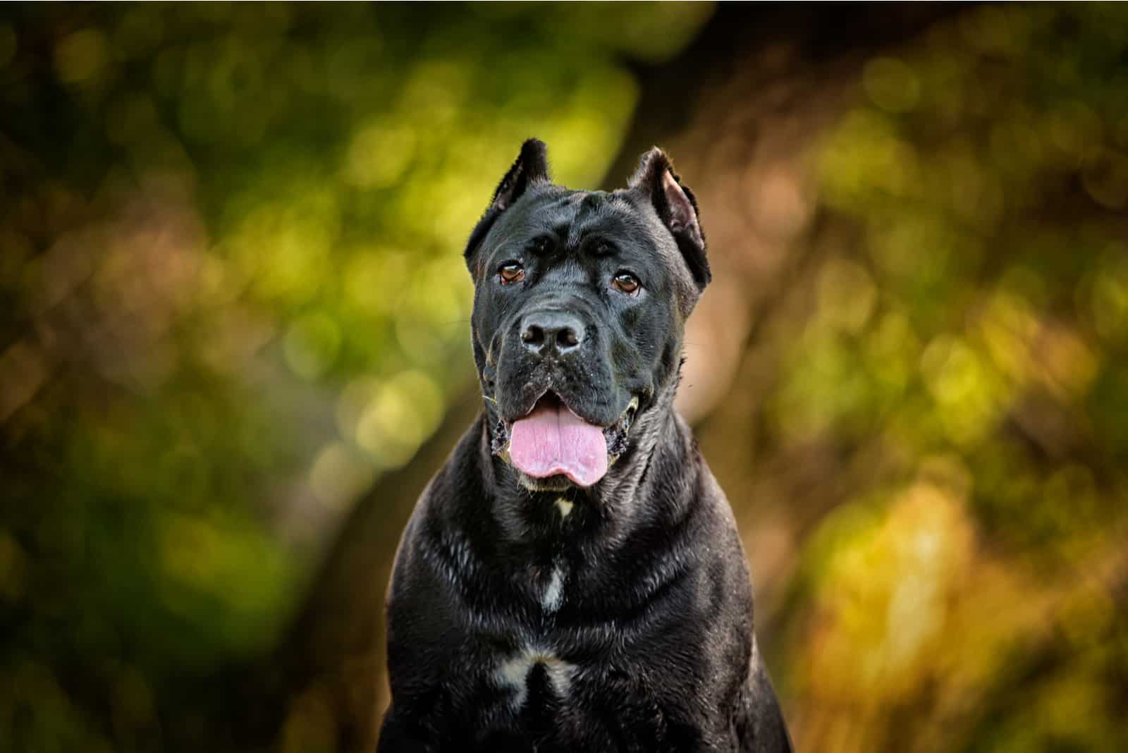 perro parado afuera con la lengua fuera