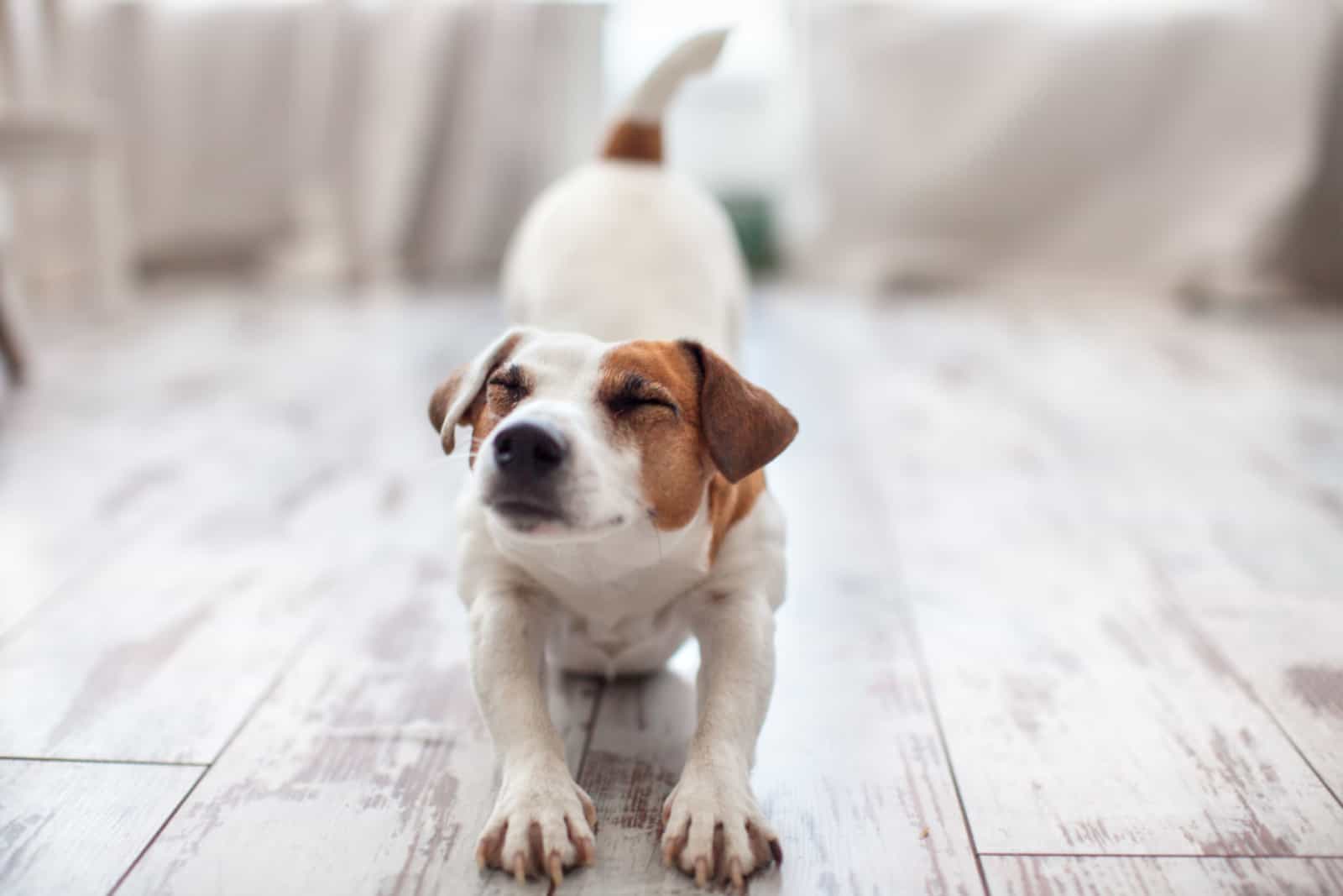 perro estirándose