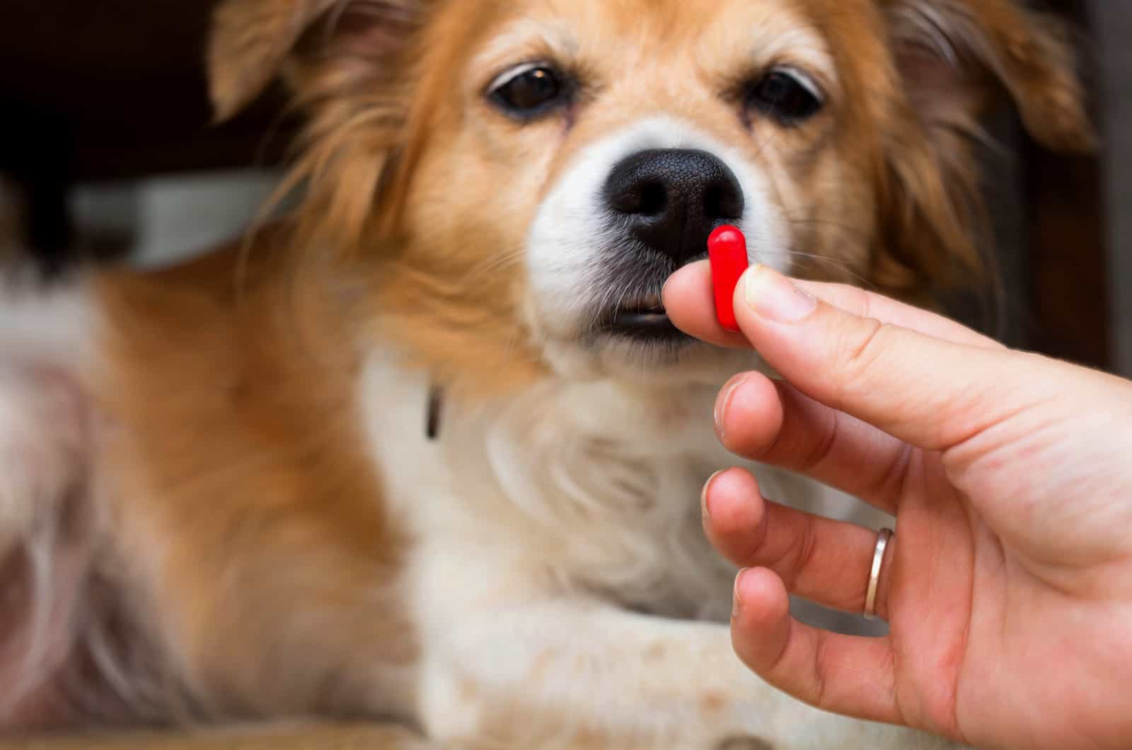 perro tomando medicación