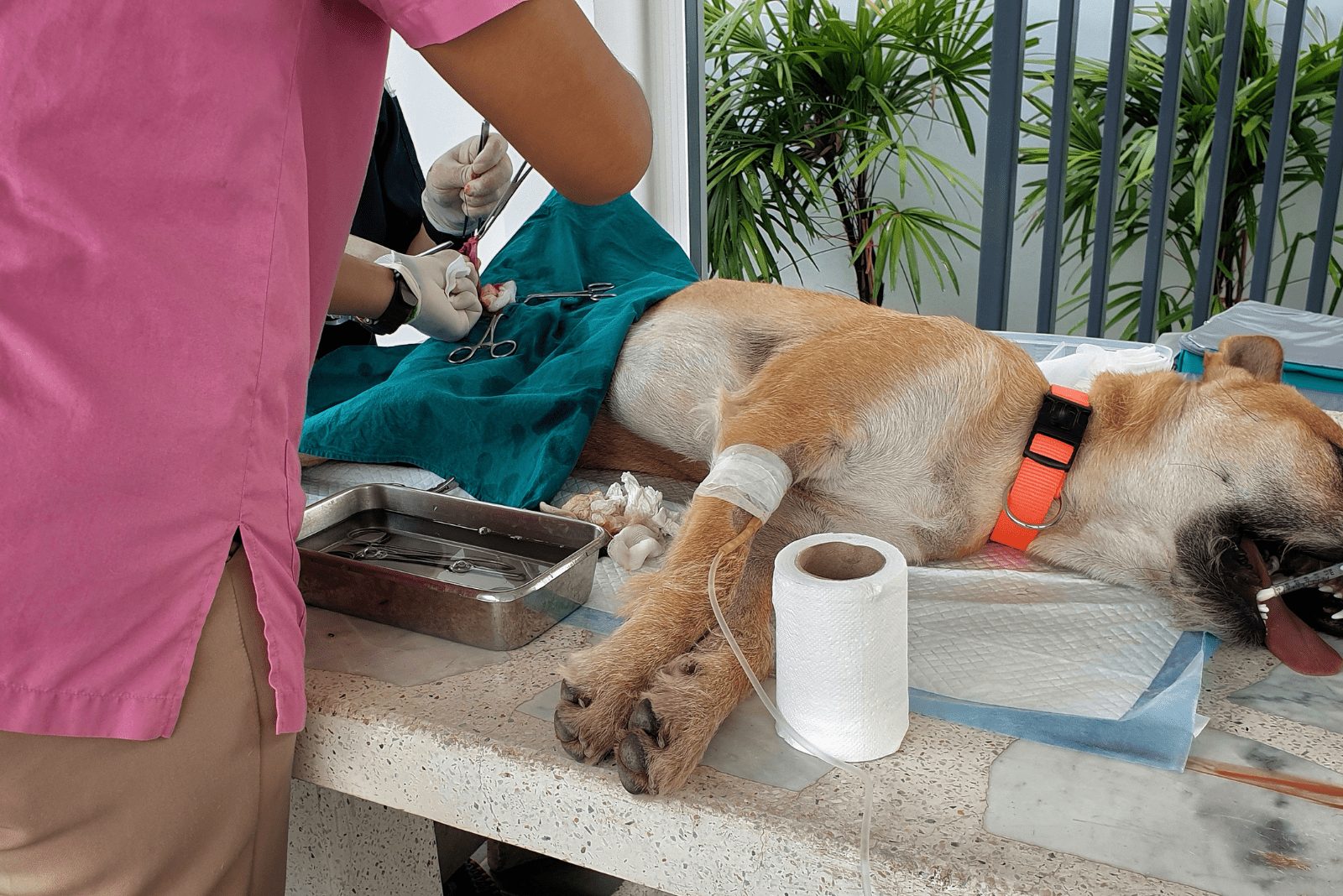 perro sometido a castración en el veterinario