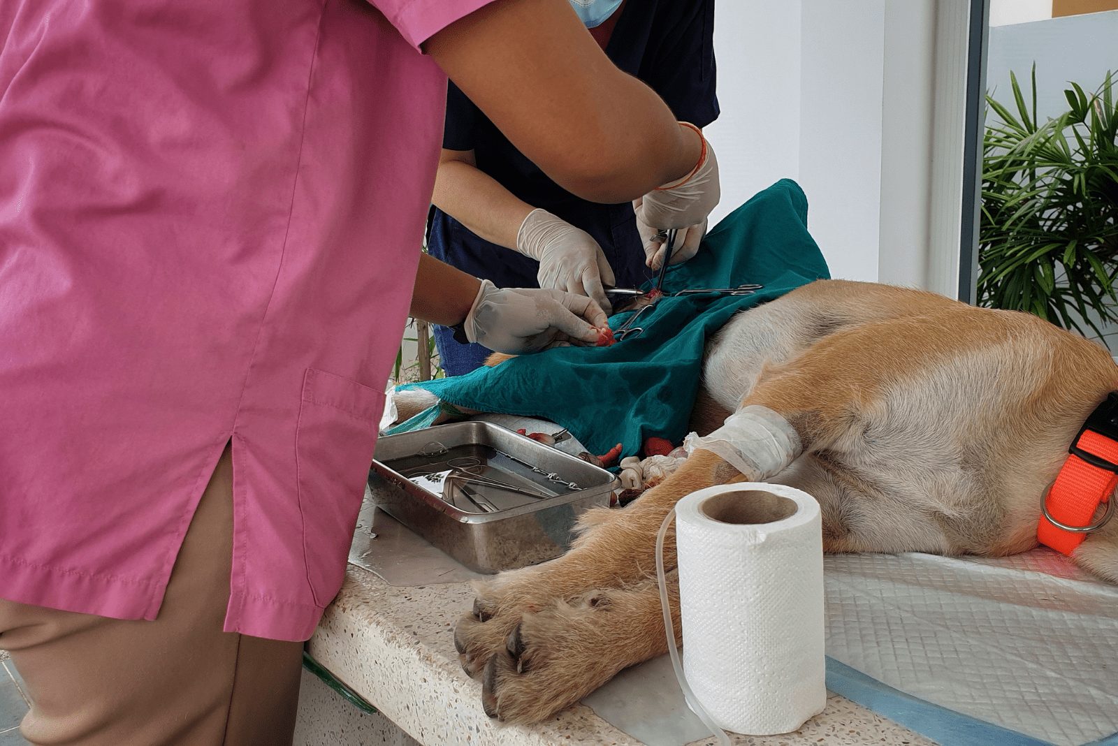perro sometido a esterilización en el veterinario