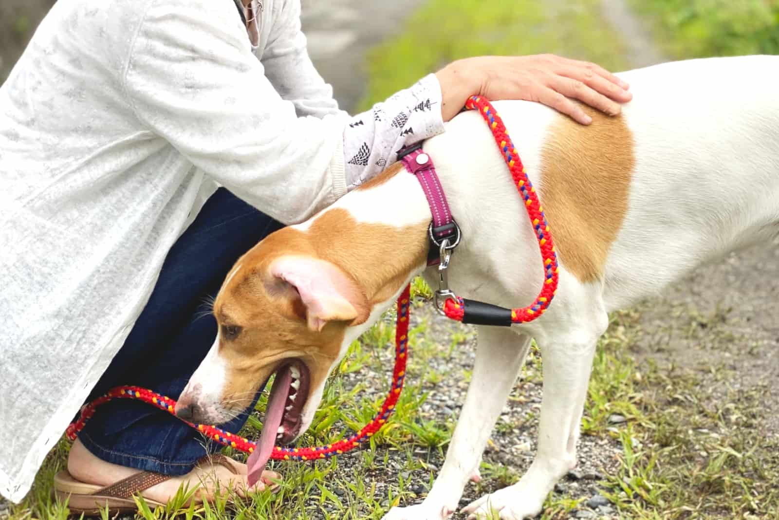 perro vomitando en un parque