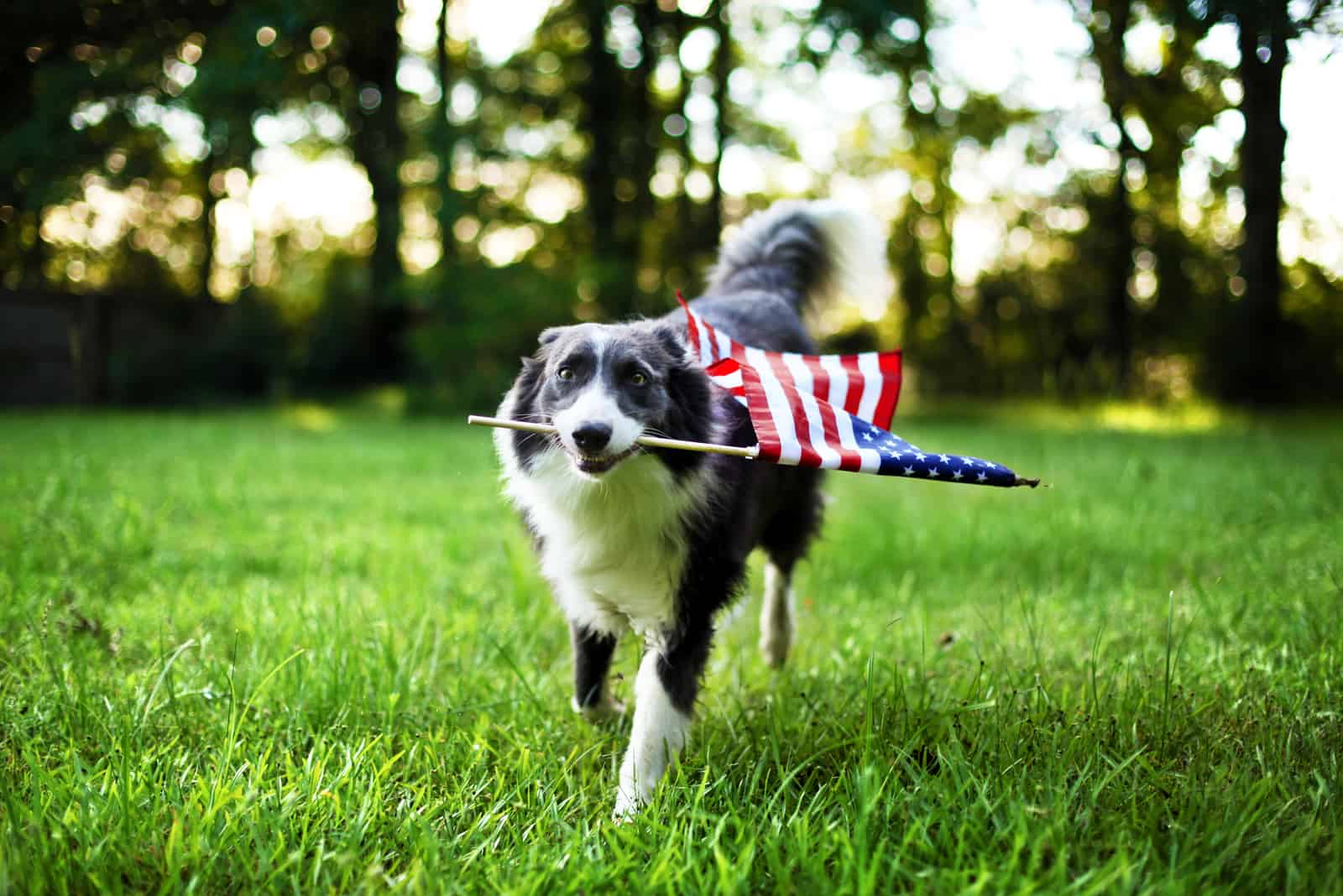 perro caminando en el césped con bandera