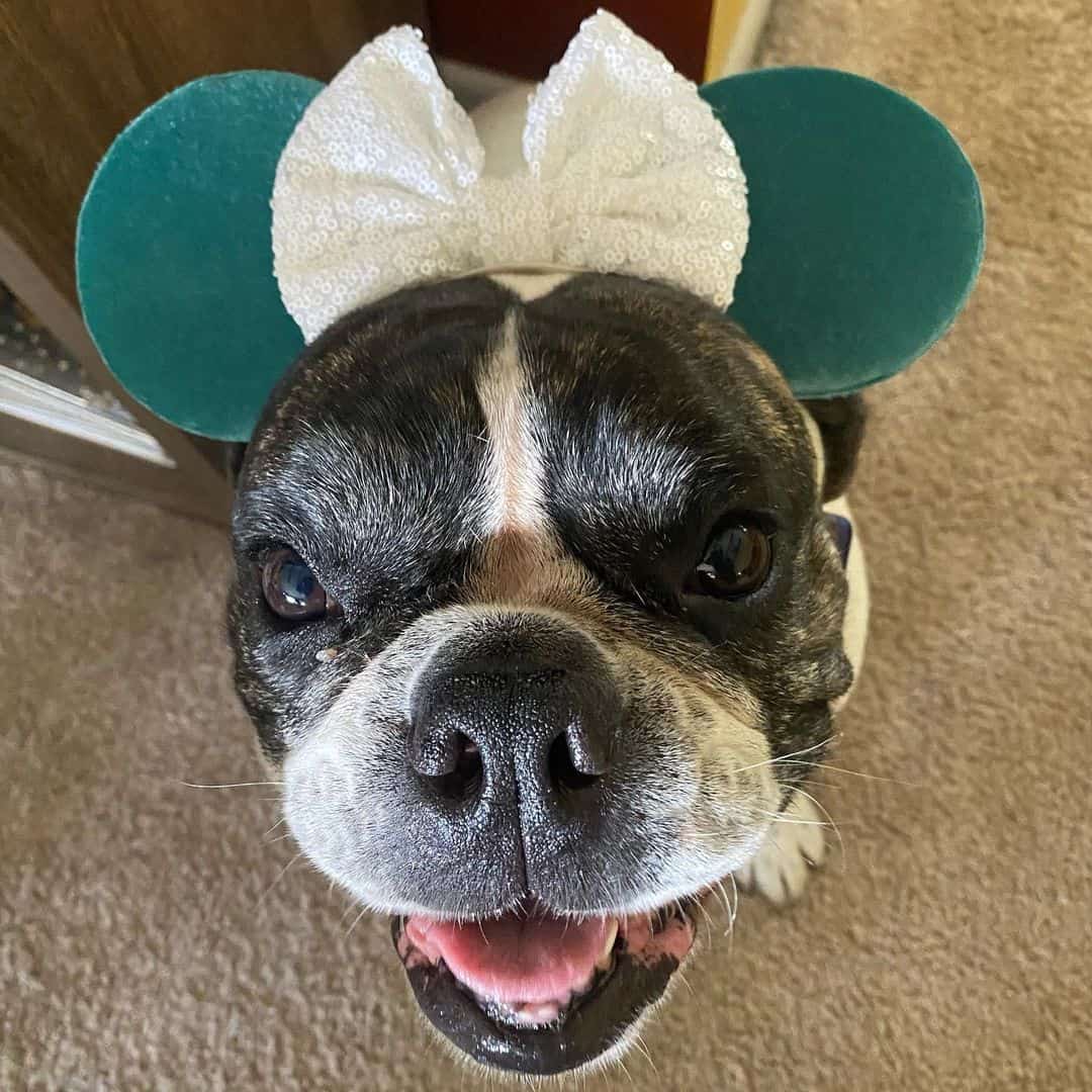 perro con orejas de minnie mouse