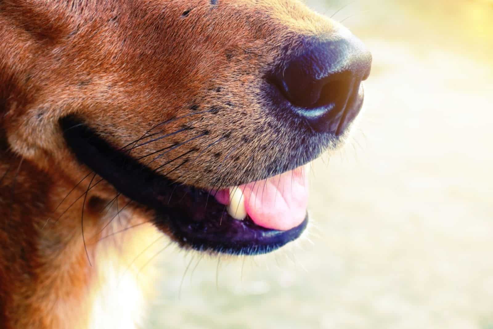 bigotes de perro