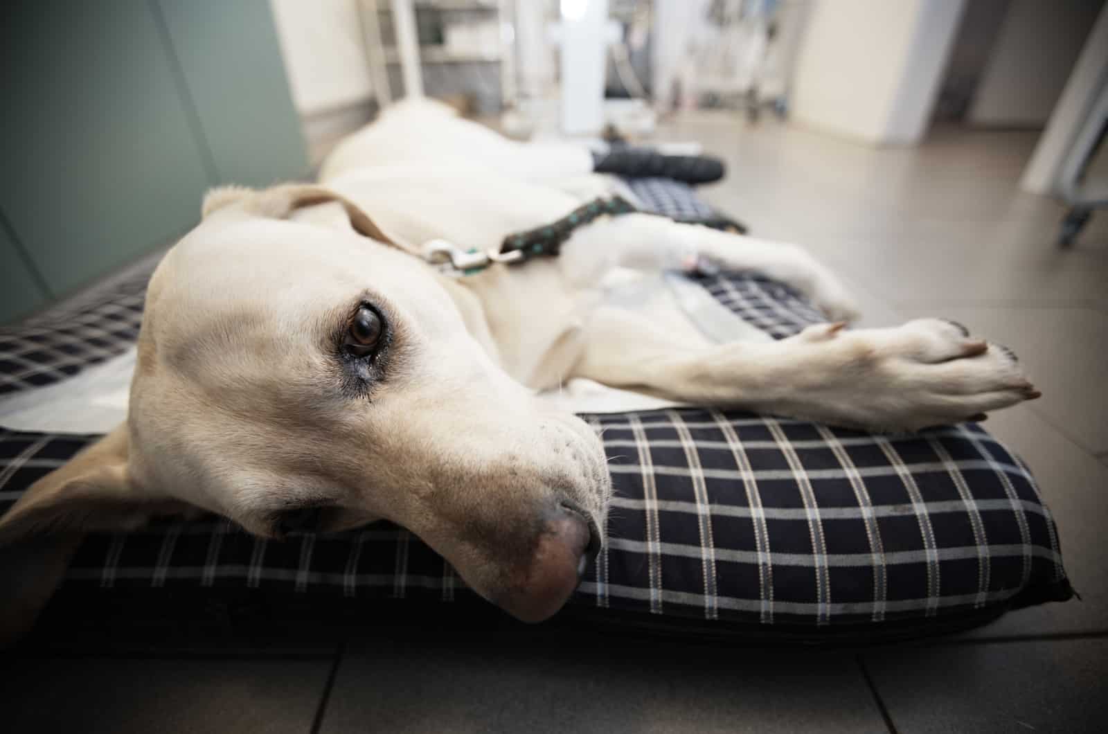 perro con costillas flotantes acostado en la cama