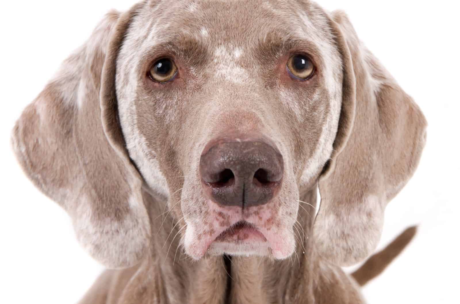 perro con Vitíligo