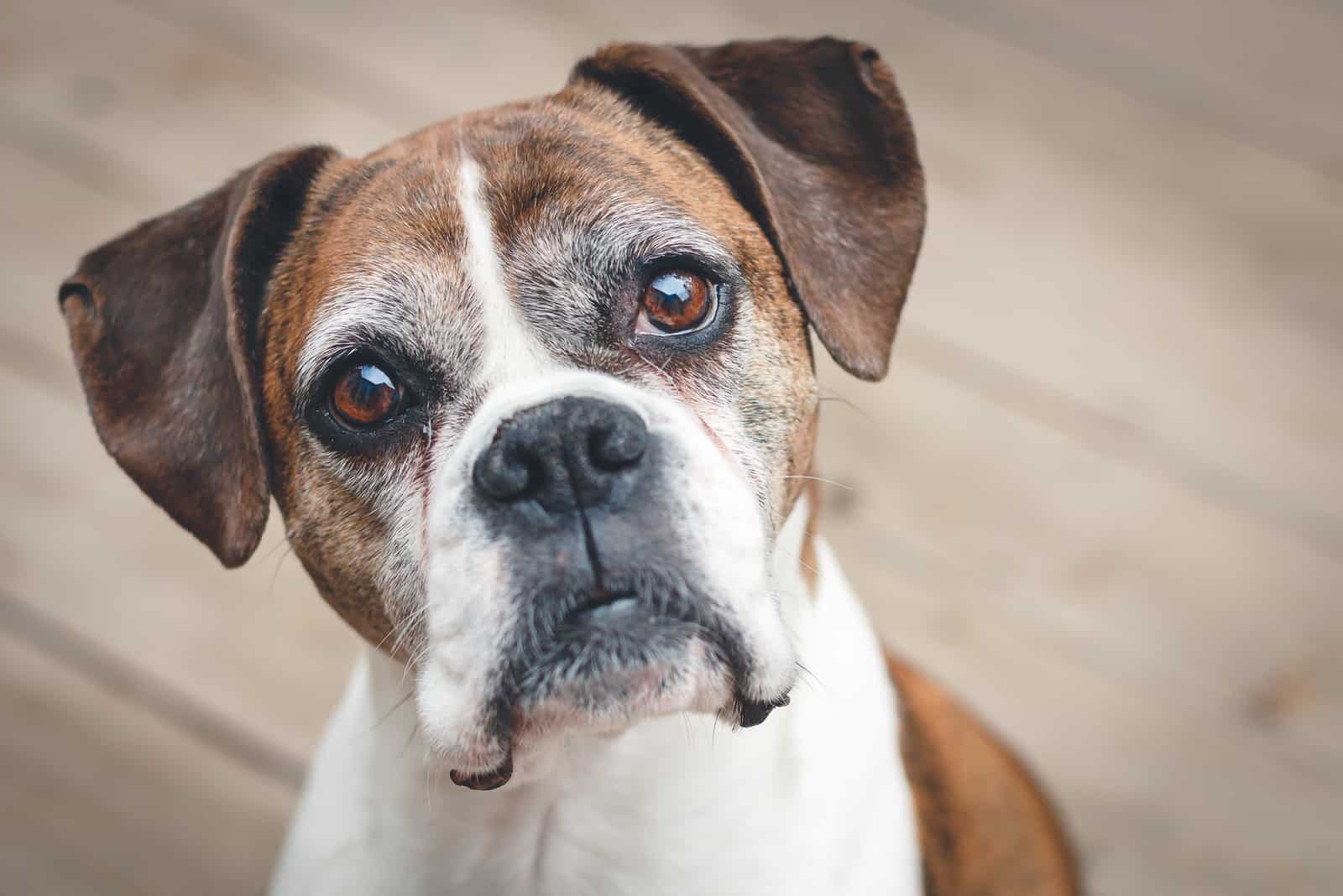 perro con mala visión