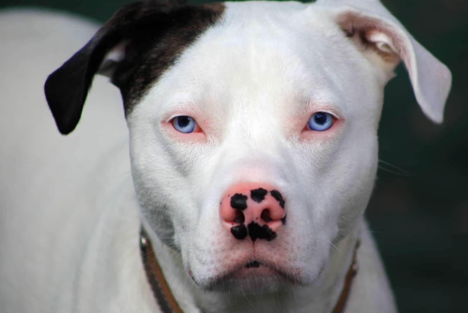 perro con ojos azules mirando a la cámara