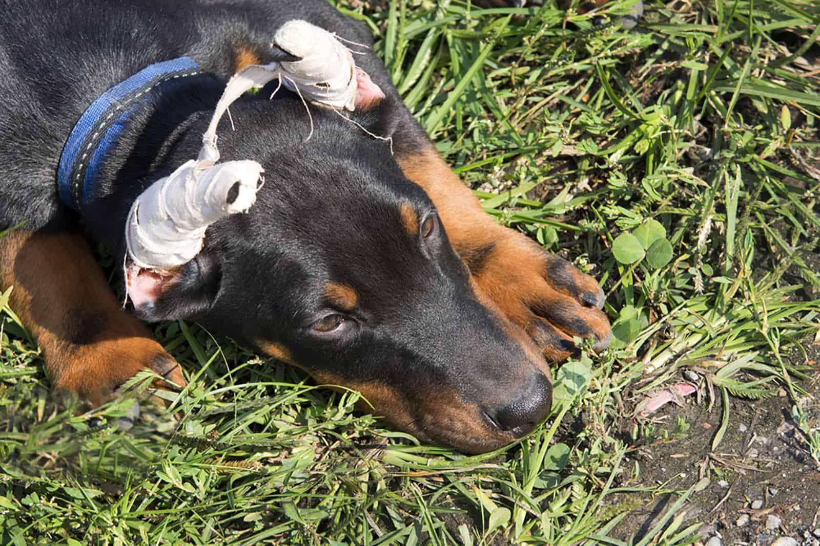 Perro con orejas cortadas tumbado en el césped