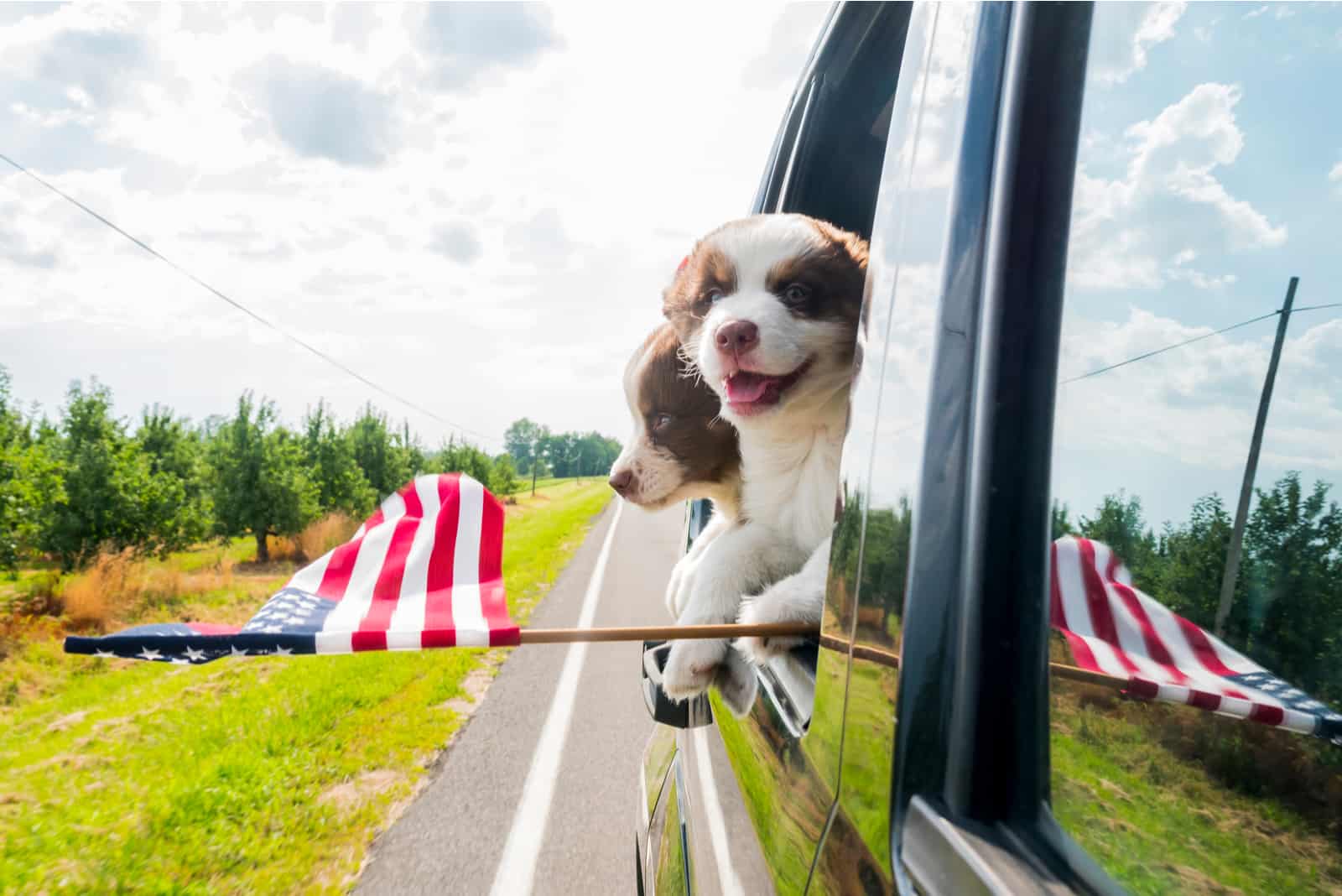 perro con bandera sacando la cabeza de la ventana del auto