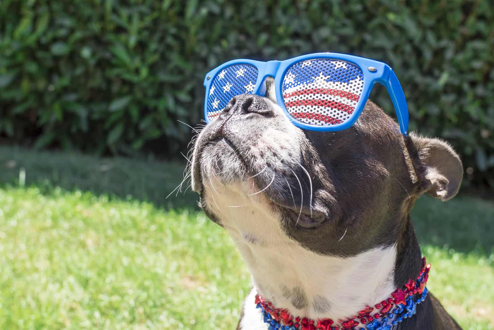 perro con gafas afuera