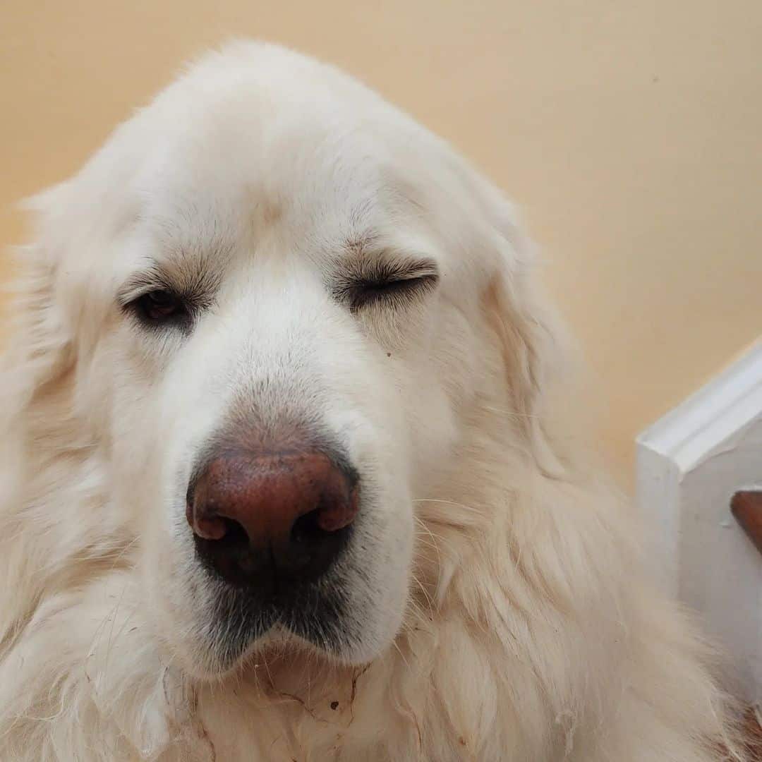 perro con el síndrome de horner en un ojo