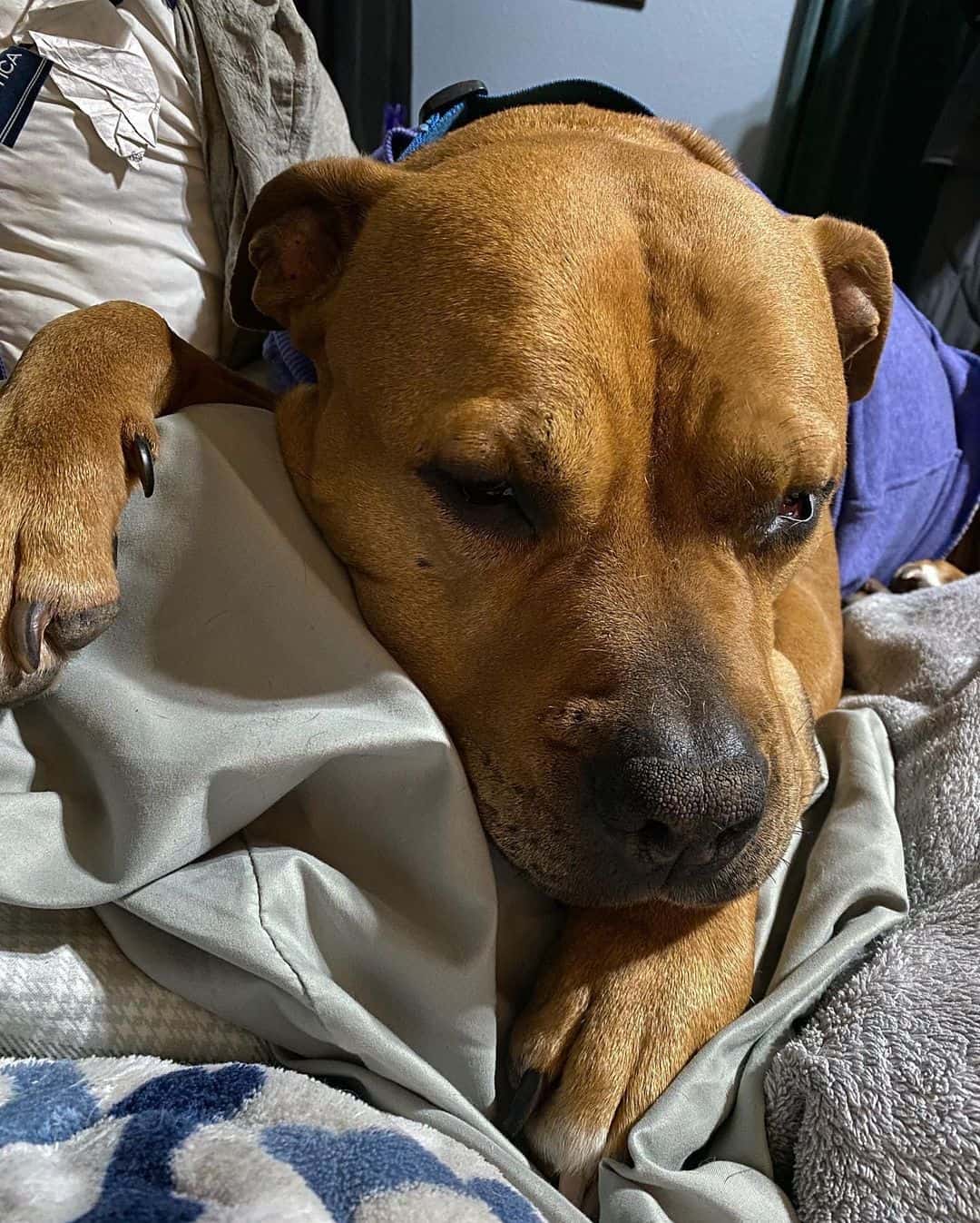 perro con síndrome de horner descansando