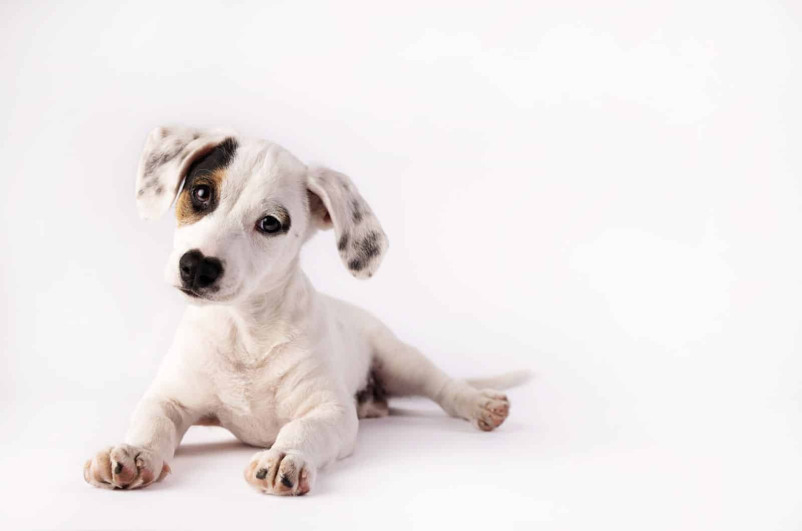 perro con patas rosadas