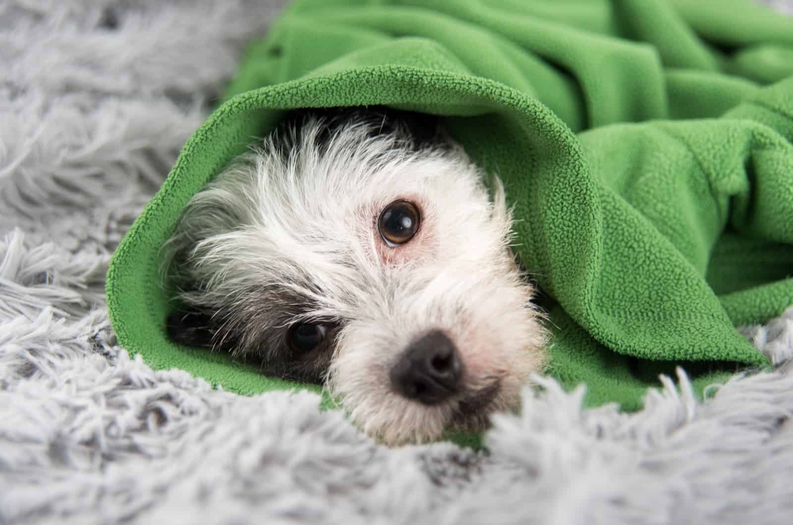 perro envuelto en manta verde