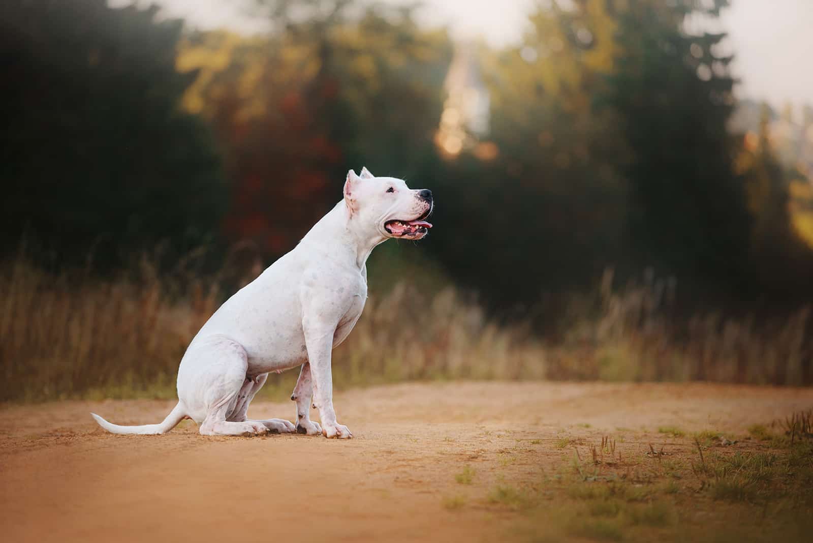 dogo argentino sentado en el suelo