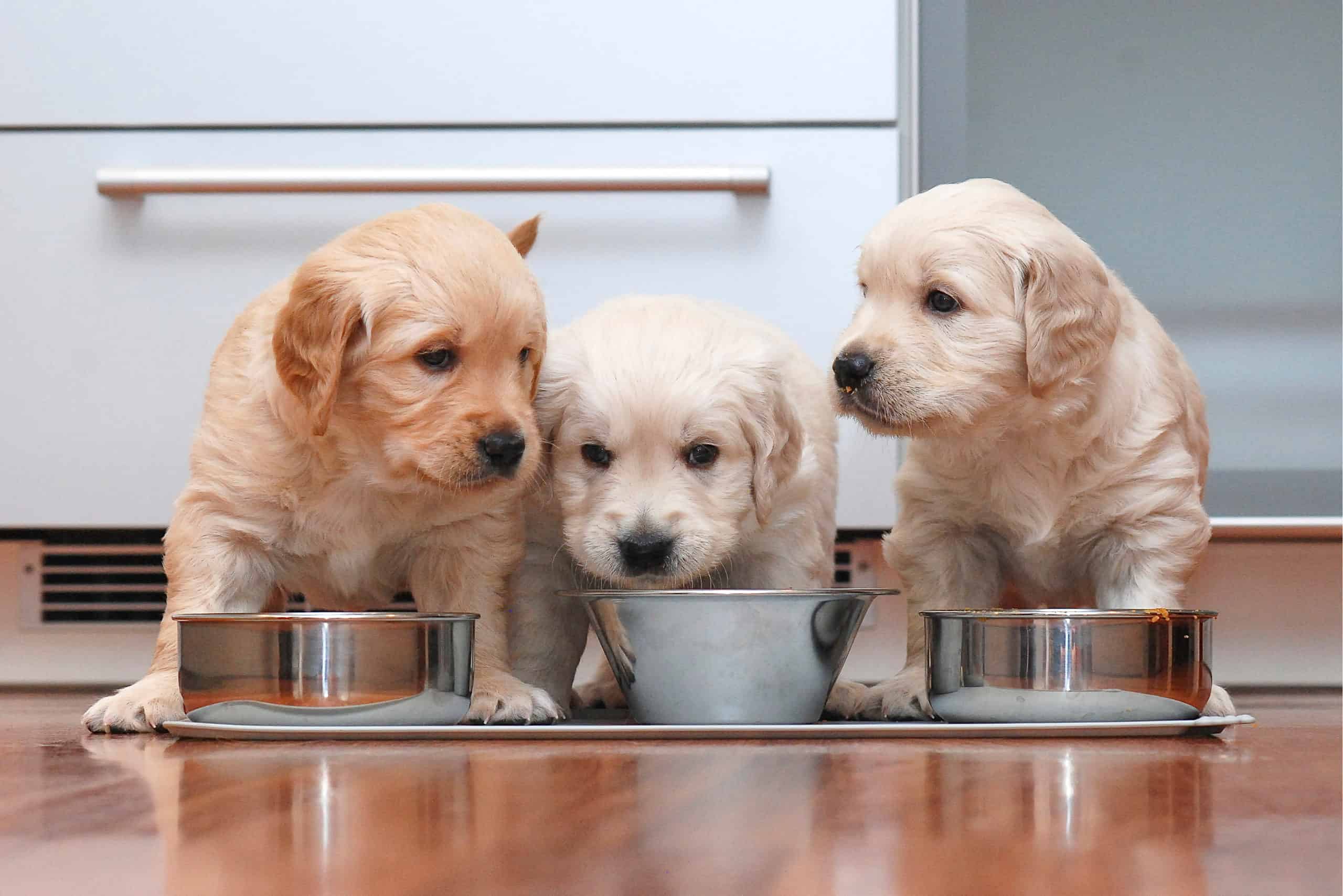 perros comiendo en la cocina