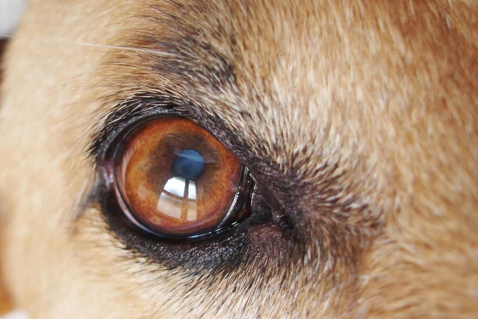 ojo de perro con catarata en el lente de su ojo en macro