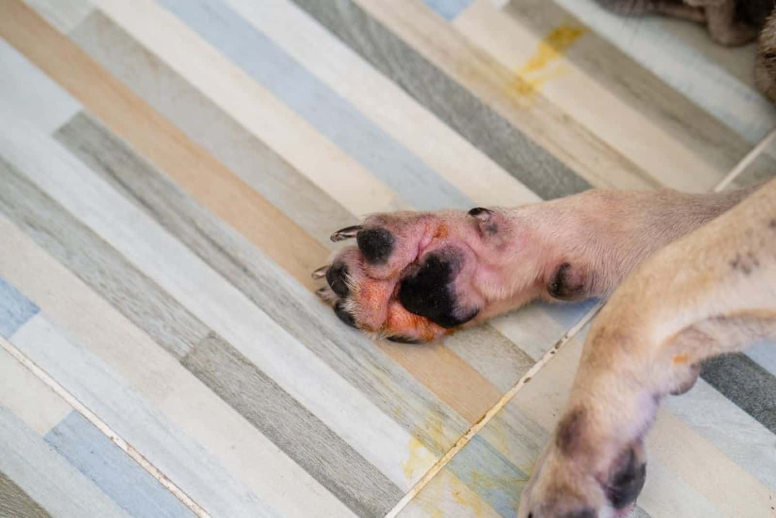 pata roja de perro