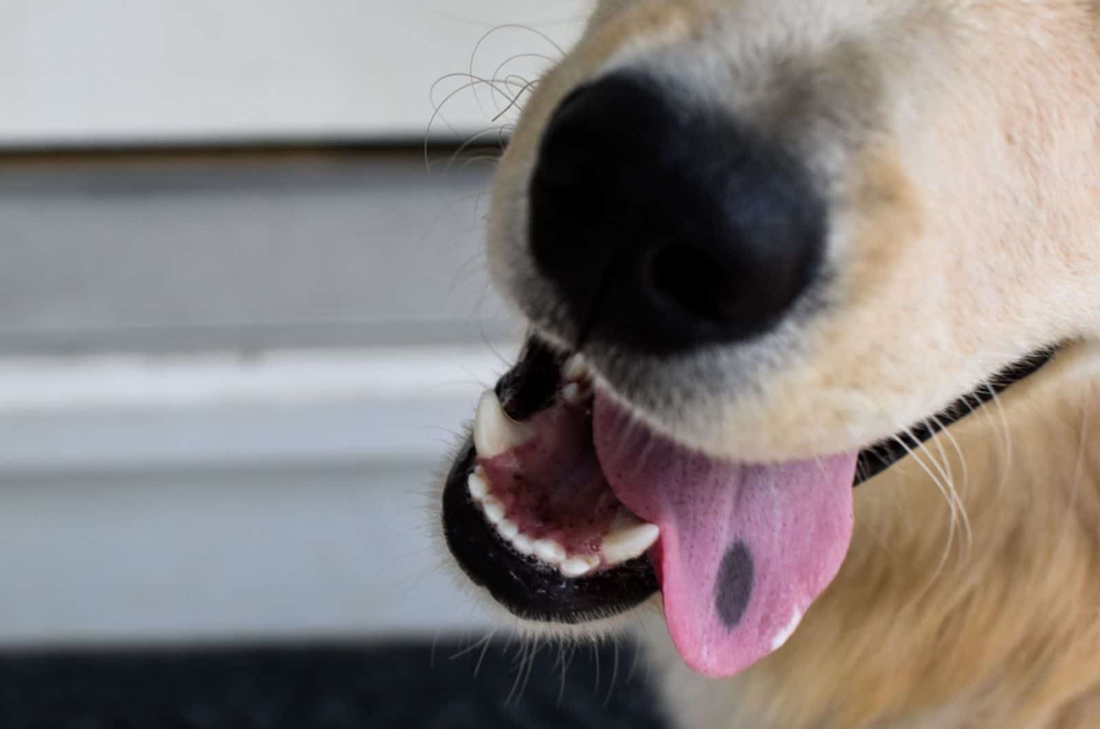 lengua de perro con punto negro en ella