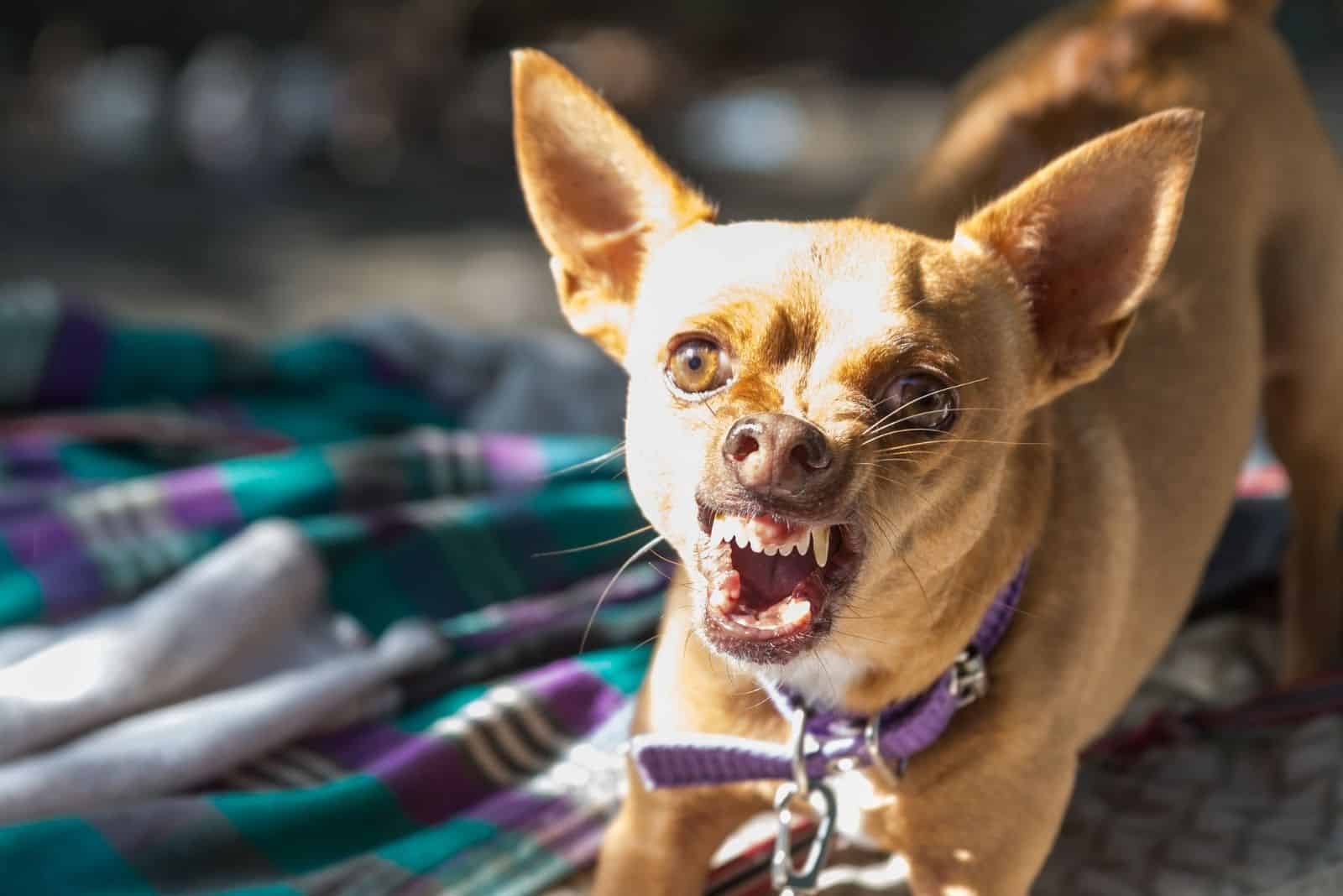 imagen dramática de un chihuahua enojado y listo para defender su territorio
