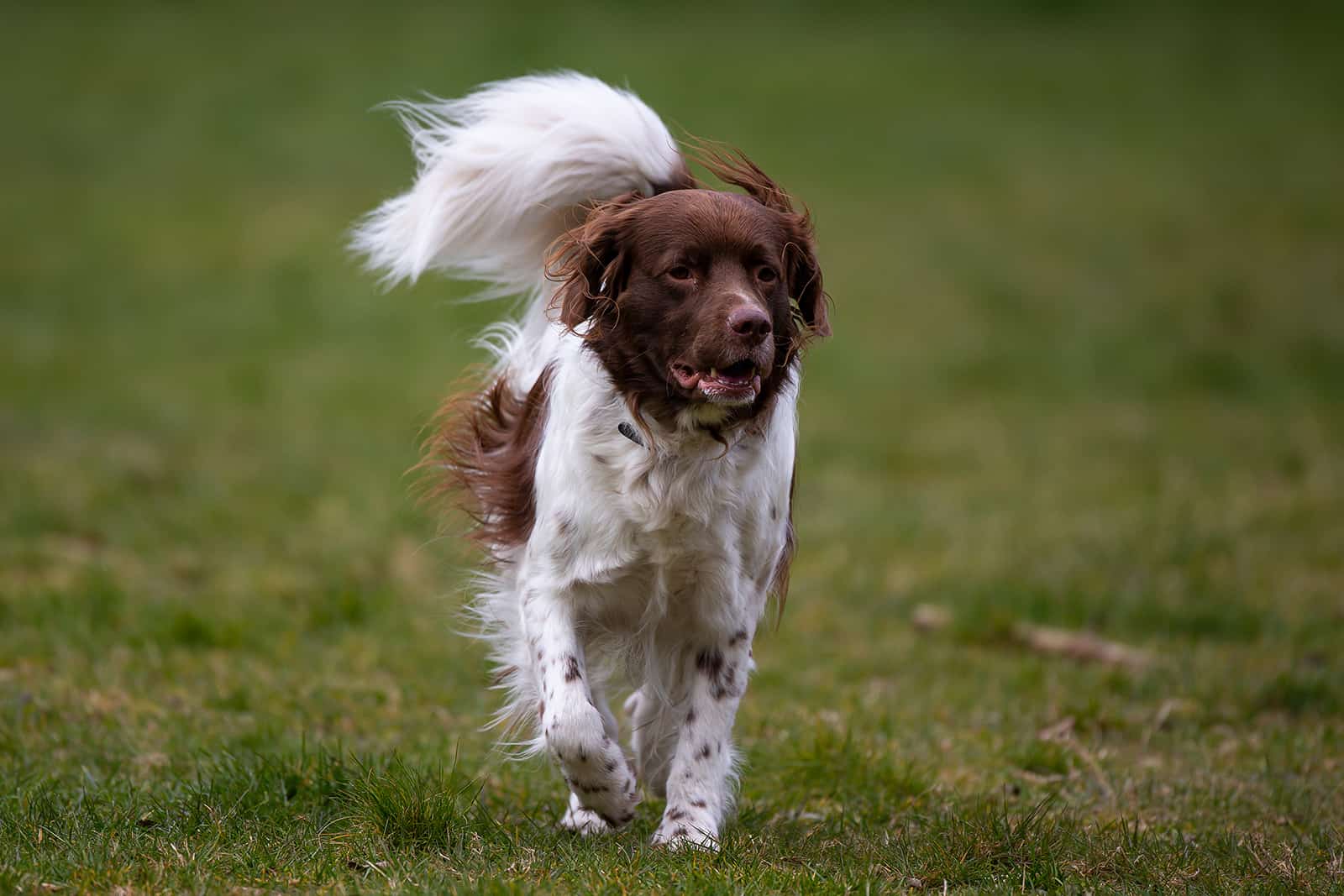 Perro Drentsche Patrijshond
