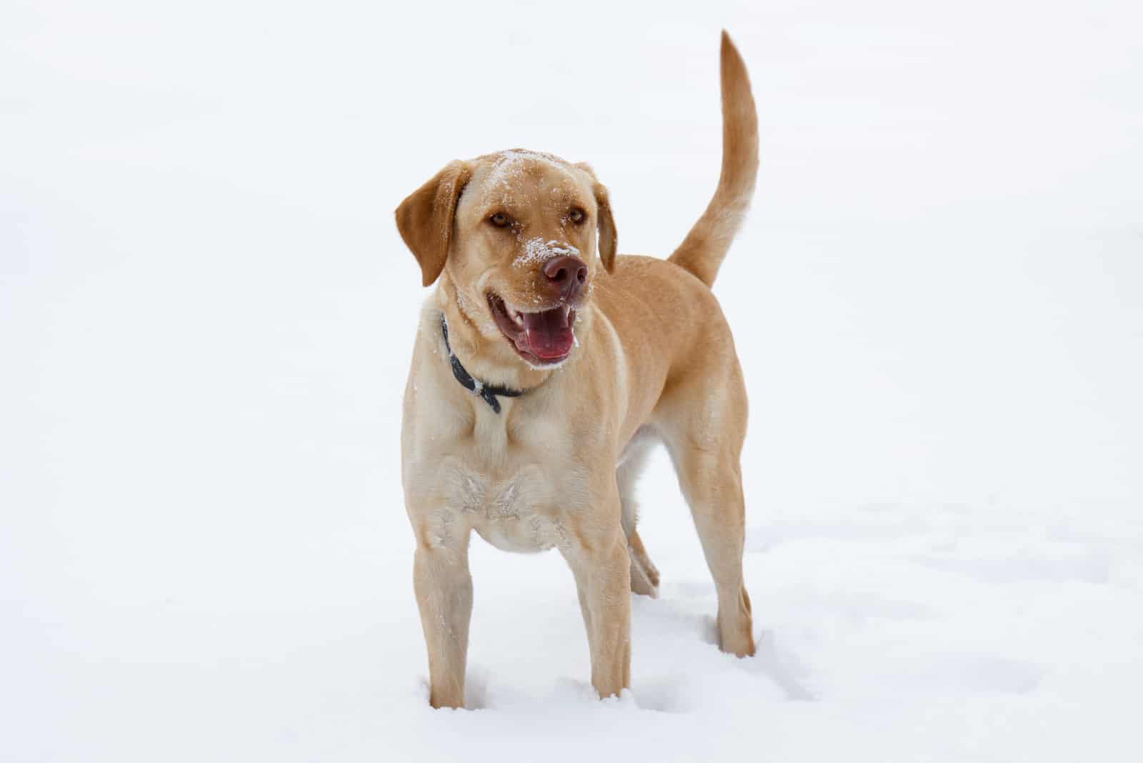 dudley lab en la nieve