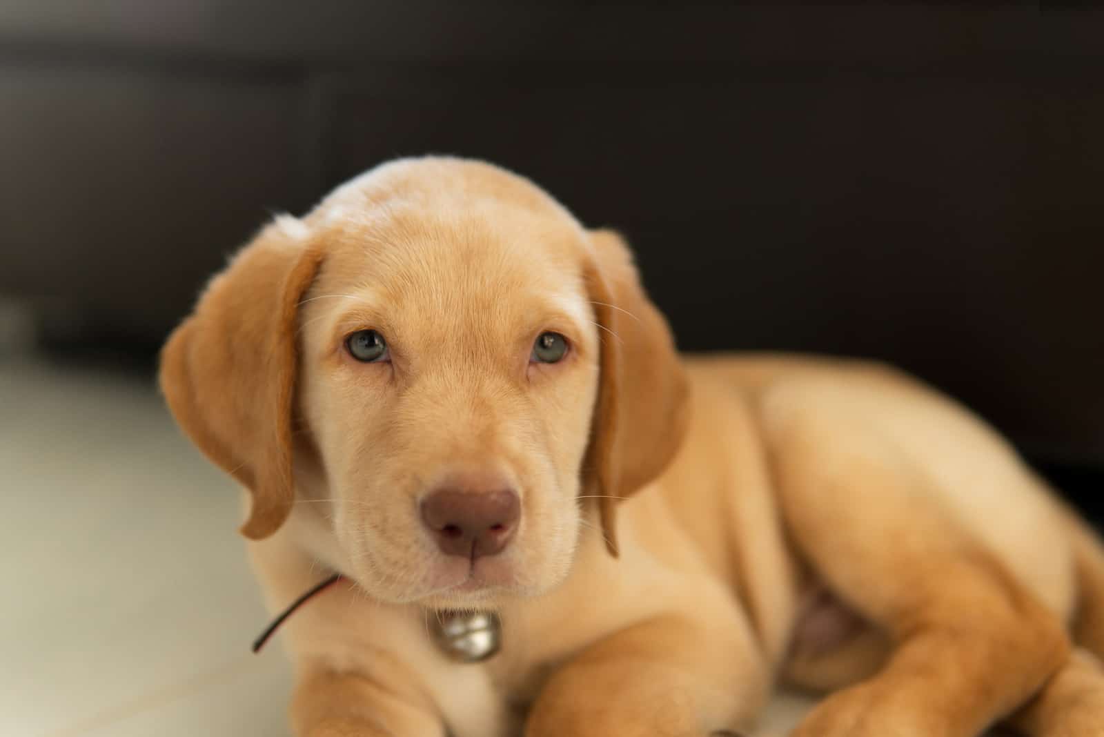 cachorro dudley labrador