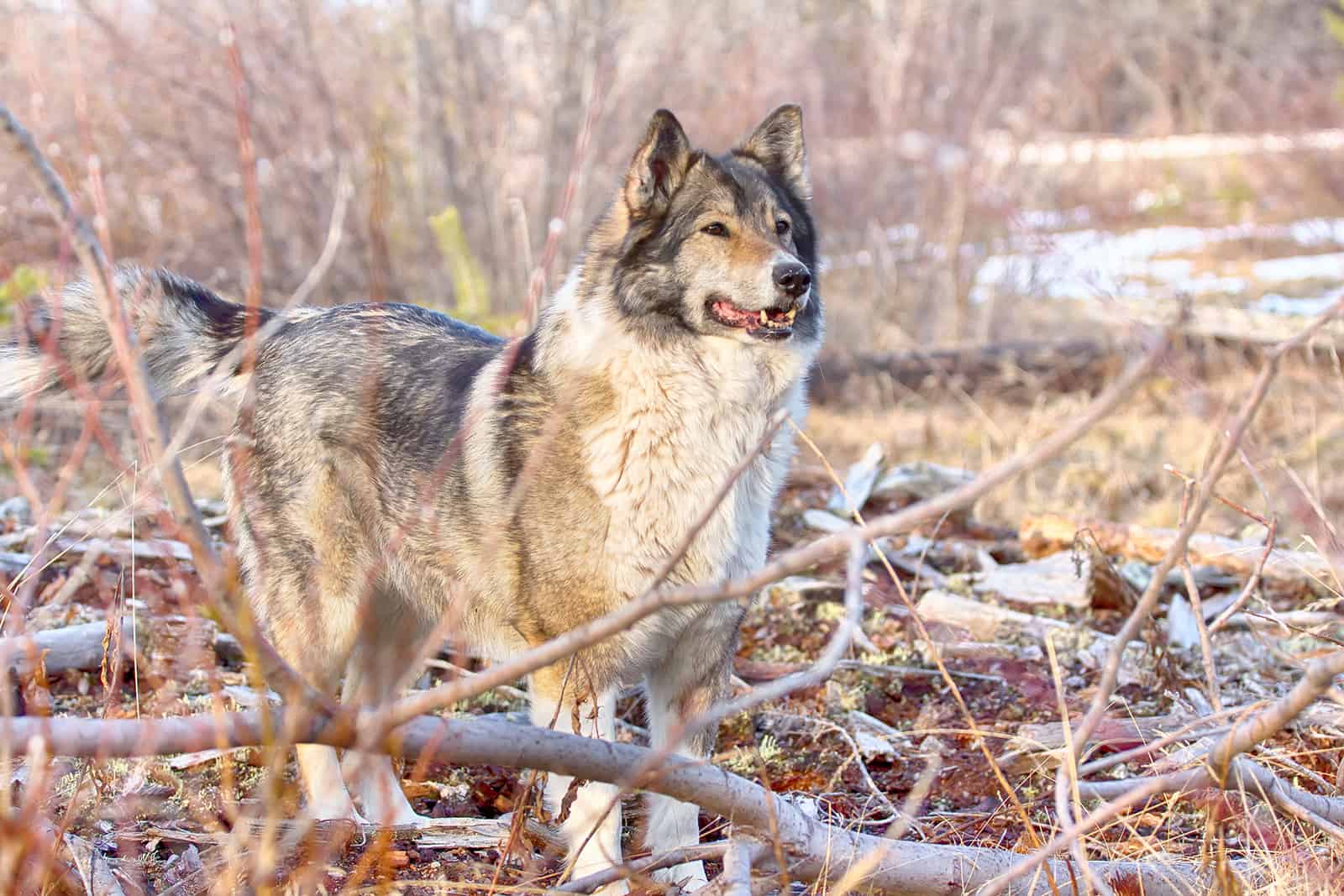 laika siberiano del este en el bosque