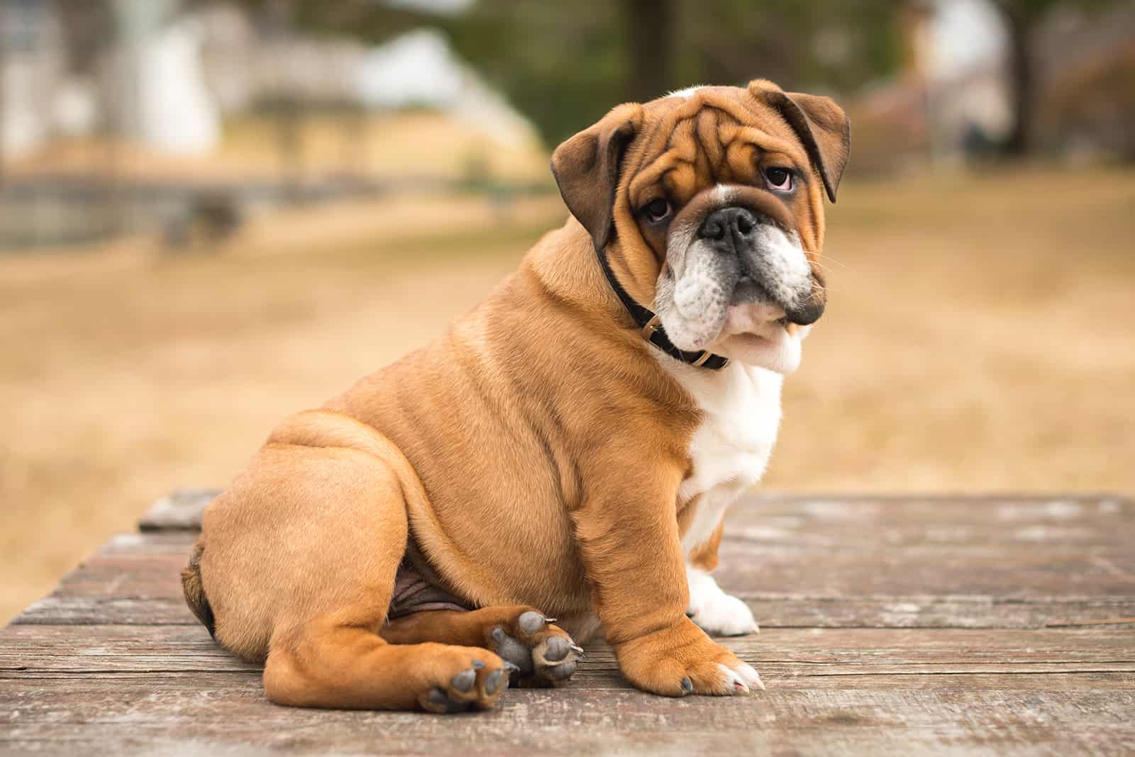 bulldog inglés sentado en una mesa de madera