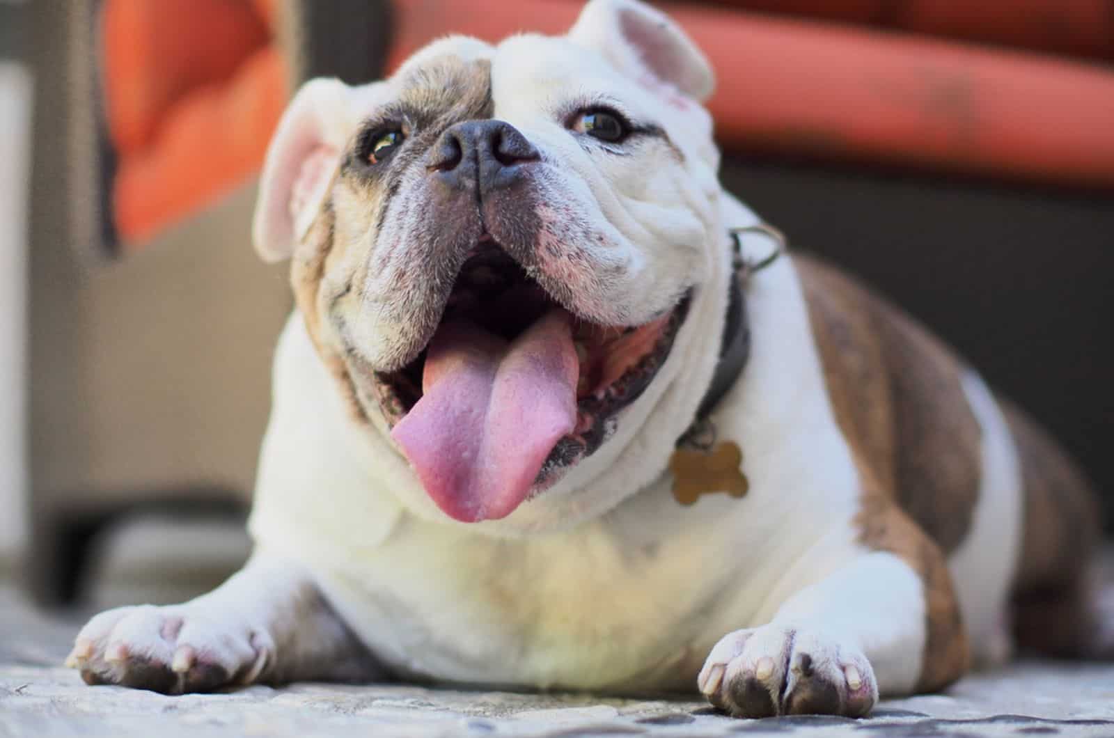 bulldog inglés tumbado en la alfombra