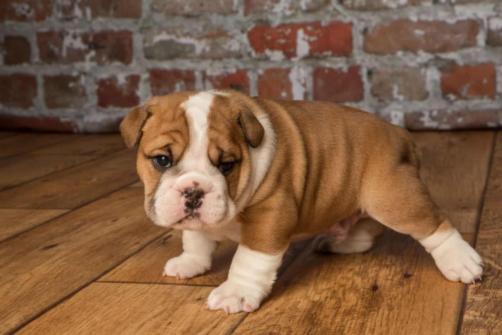 cachorro de bulldog inglés