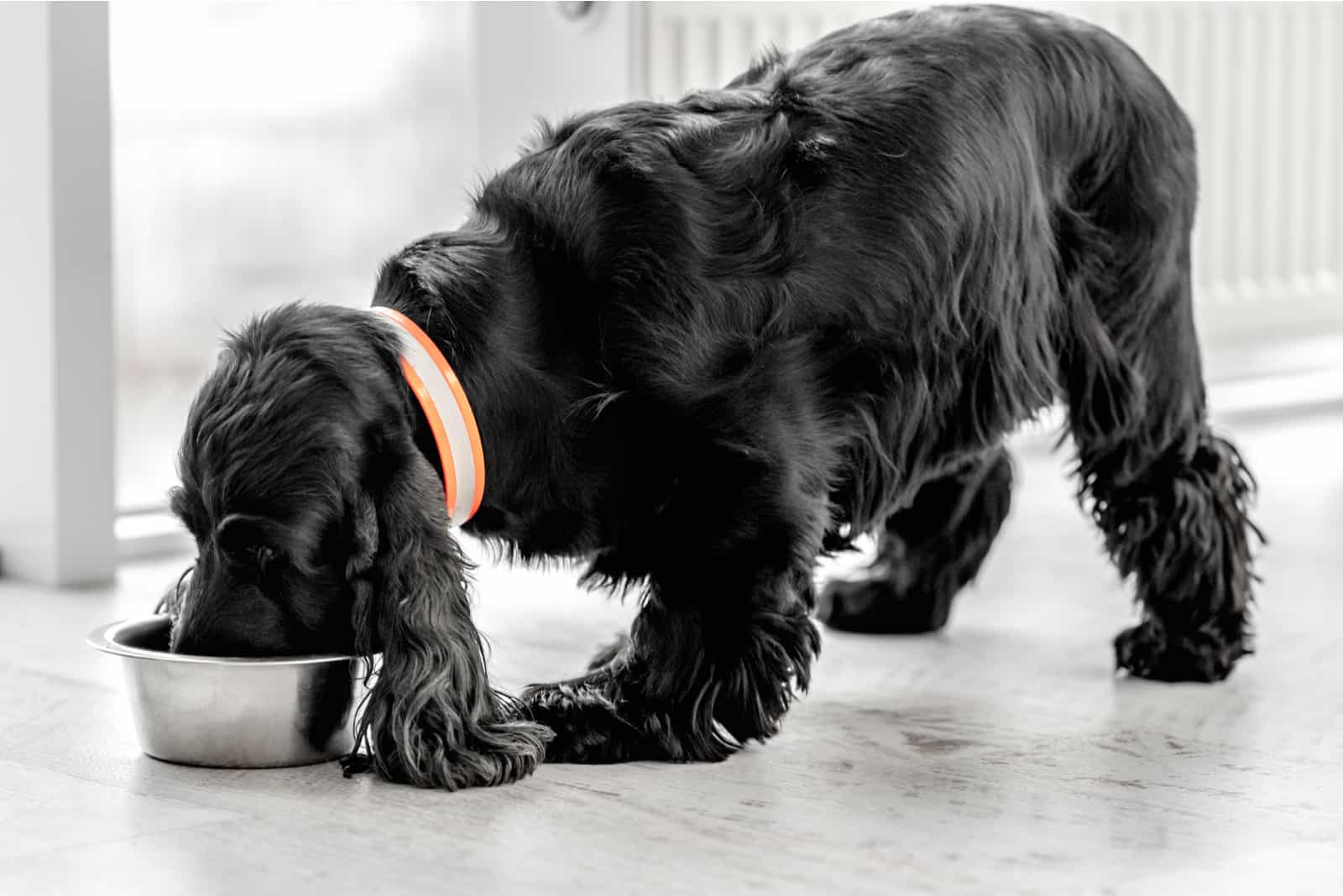cocker spaniel inglés comiendo